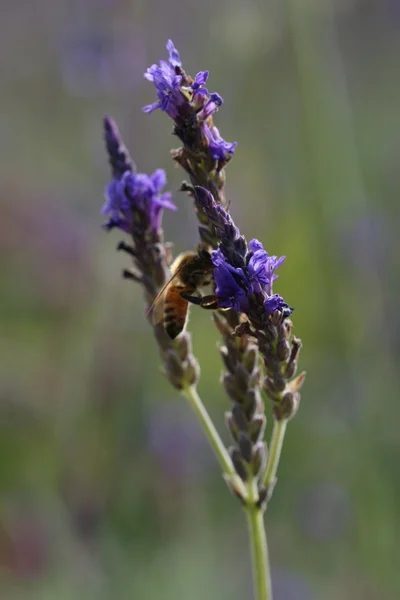 Bee on lavender — Stock Photo, Image