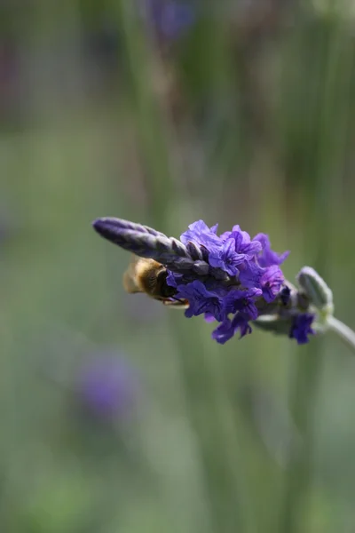 Pszczoła na lawendy — Zdjęcie stockowe