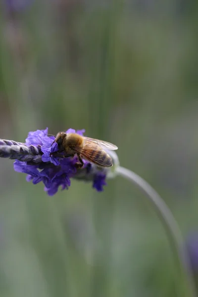 Méhek a levendula — Stock Fotó
