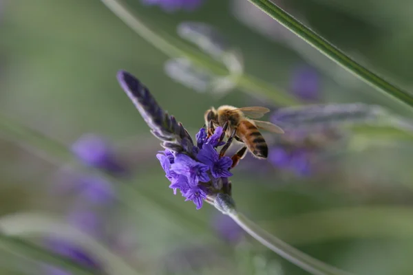 Bee on lavender — Stock Photo, Image
