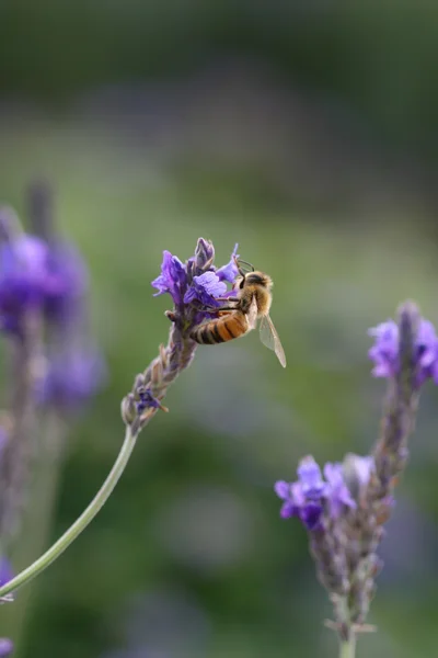 Lavanta arıya — Stok fotoğraf