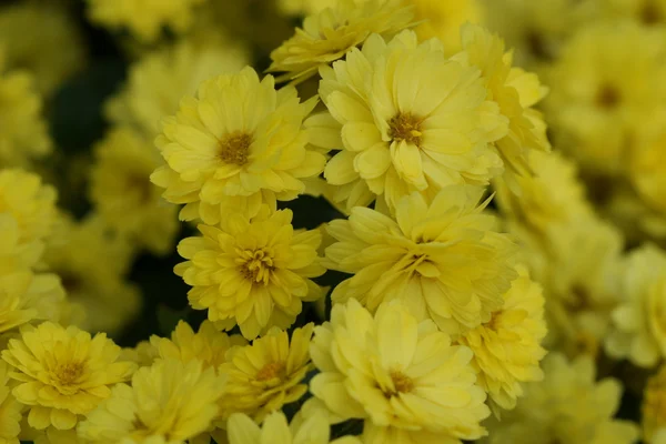 秋の黄色の菊 — ストック写真