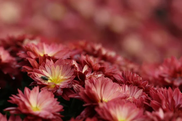 Red mum flower — Stock Photo, Image