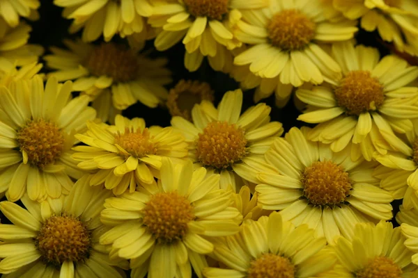Autumn yellow mum — Stock Photo, Image