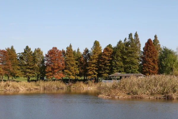 Stock image Fall tree