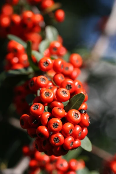 Red berry — Stock Photo, Image