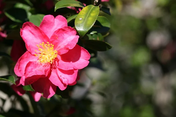 Stock image Camellia flower