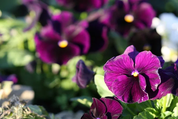 Pansy flower — Stock Photo, Image