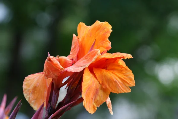 Το λουλούδι κρίνων canna Εικόνα Αρχείου