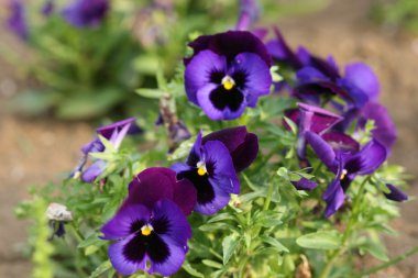 Pansies clipart