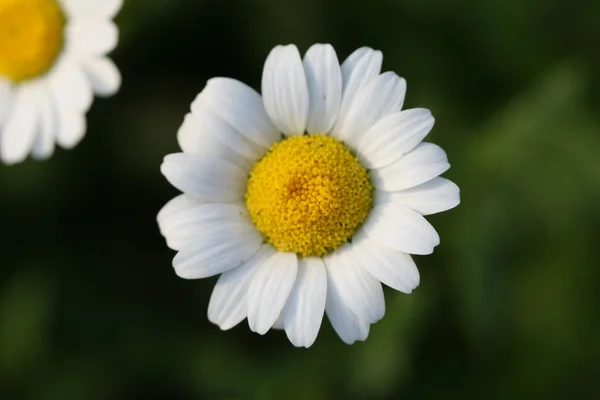 Daisy flower — Stock Photo, Image