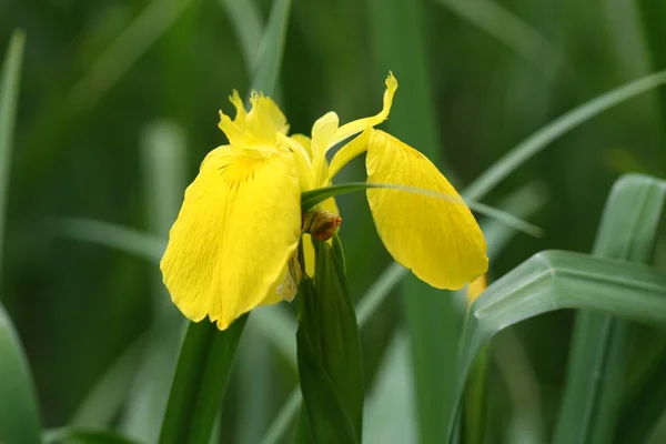 stock image Yellow iris flower