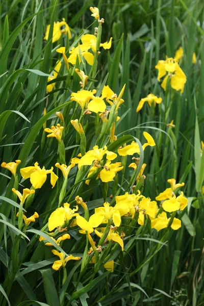 Жовтий Ірис квітка — стокове фото