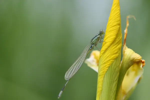 Πράσινο dragonfly — Φωτογραφία Αρχείου