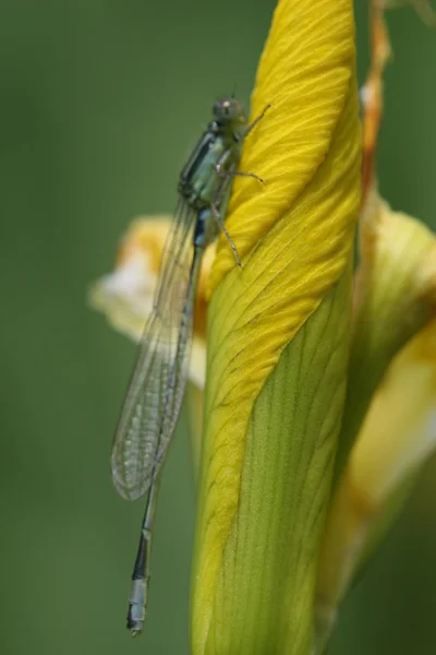 Green dragonfly — Stock Photo, Image