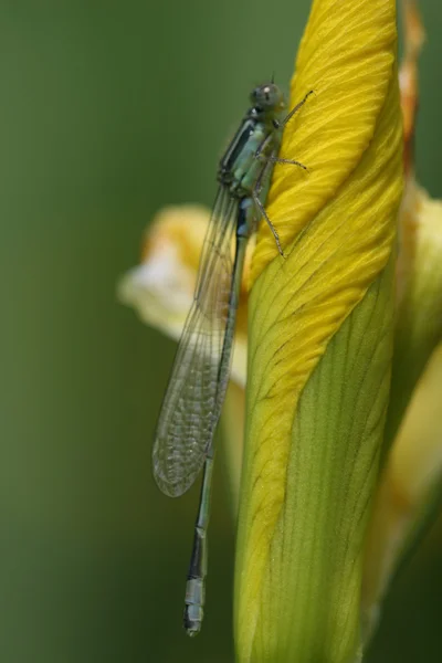 Gröna dragonfly — Stockfoto