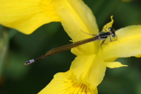 Πράσινο dragonfly — Φωτογραφία Αρχείου
