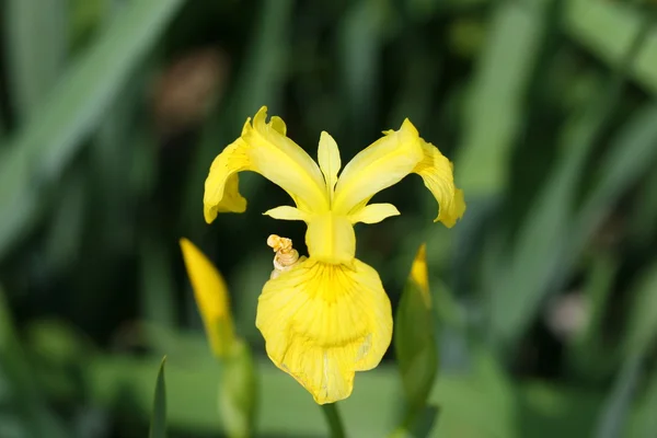 stock image Iris flower