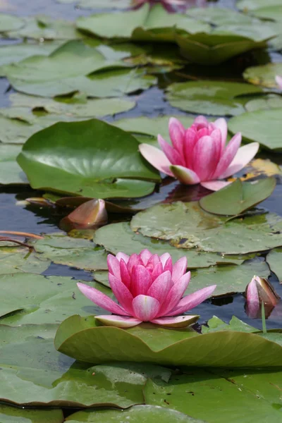 stock image Water lily