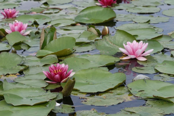 stock image Water lily