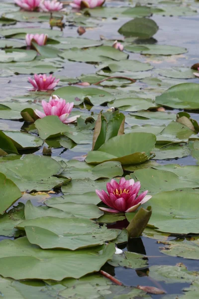 stock image Water lily