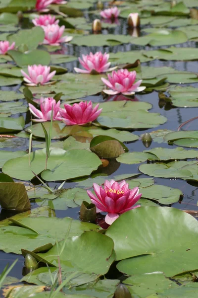 stock image Water lily