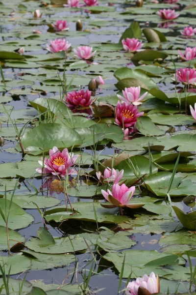 stock image Water lily