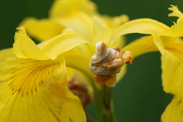 Gelbe Schwertlilie — Stockfoto