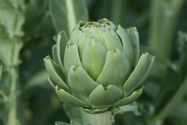 Artichoke growing in garden clipart