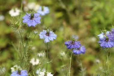 Mavi nigella damascena