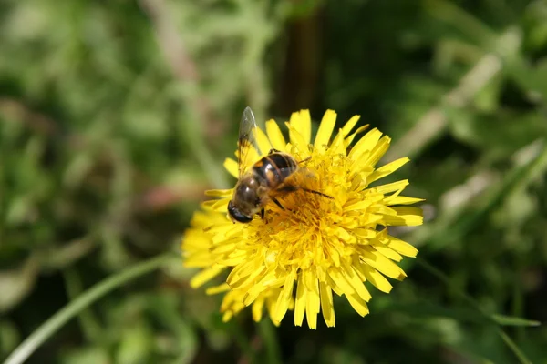 Пчела на цветке одуванчика — стоковое фото