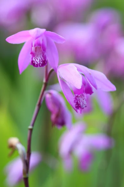 stock image Western fairy slipper