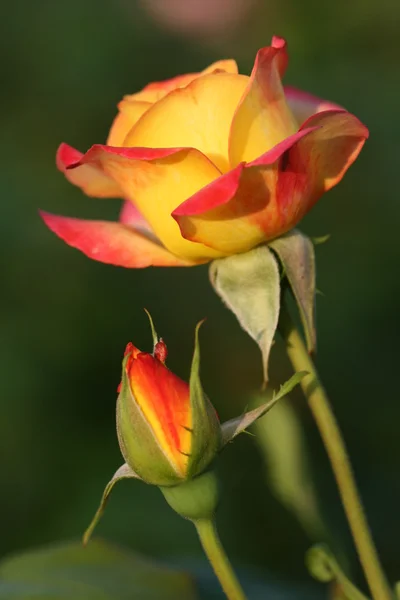 stock image Rose flower