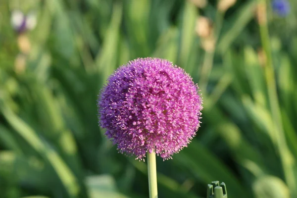 Alium kwiat — Zdjęcie stockowe