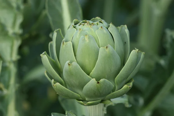 stock image Artichoke growing in garden