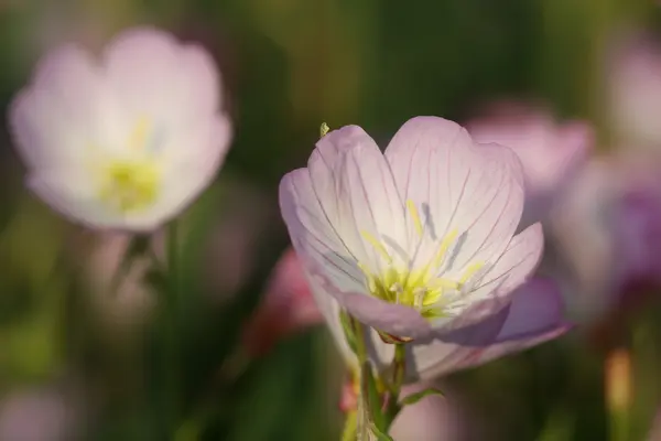 Ροζ λευκό λουλούδι — Φωτογραφία Αρχείου