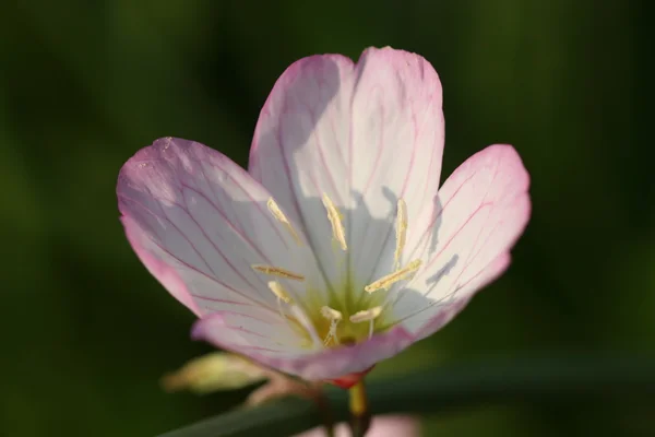 Pink white flower — Stock Photo, Image