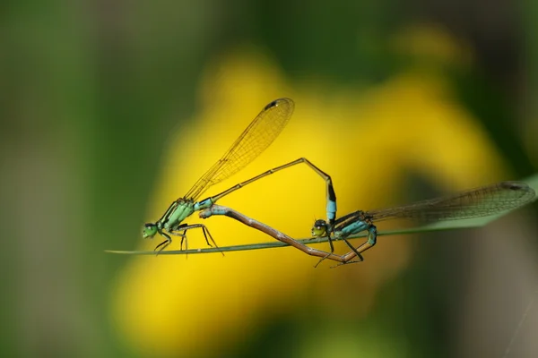 Dragonfly mating — Stock Photo, Image