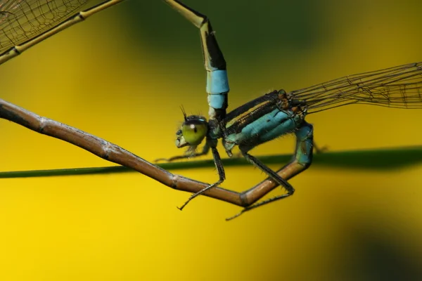 Acasalamento de libélula — Fotografia de Stock