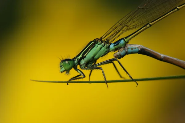 Dragonfly ζευγάρωμα — Φωτογραφία Αρχείου