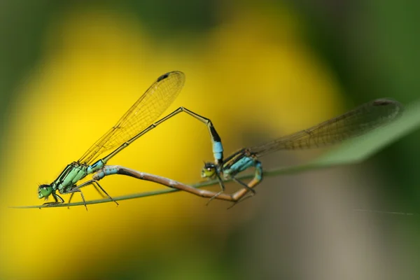 Dragonfly parning — Stockfoto