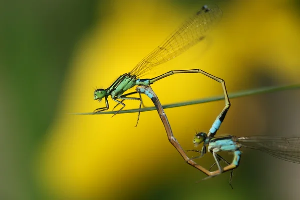 Dragonfly спаровування — стокове фото