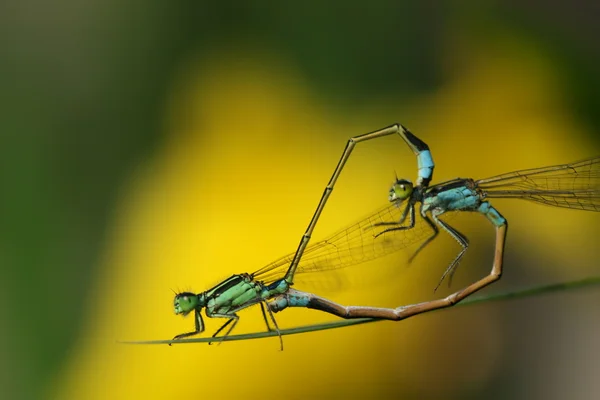 Dragonfly parning — Stockfoto