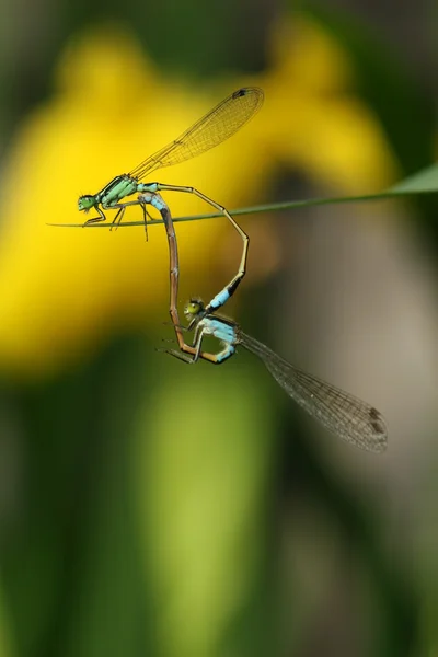 Dragonflies mating — Stock Photo, Image