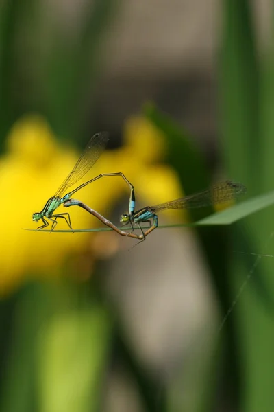 Apareamiento de libélulas —  Fotos de Stock