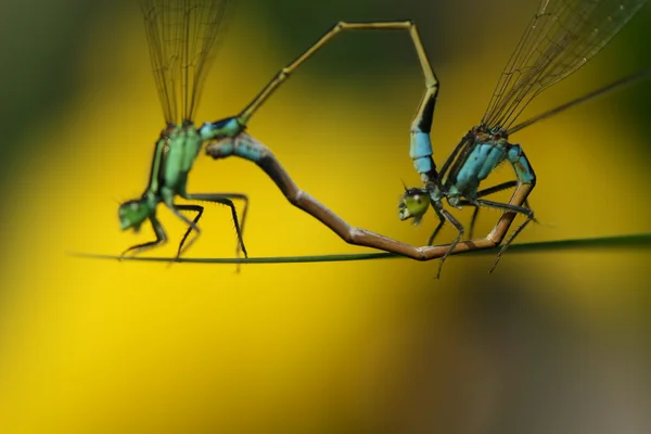 Accouplement des libellules — Photo