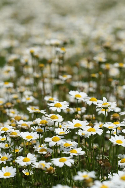 Daisy flower in bloei — Stockfoto