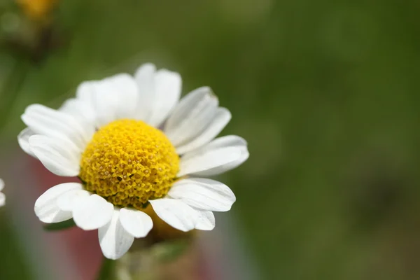 Цветок Дейзи — стоковое фото