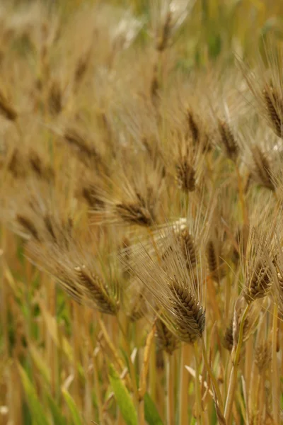 Wheat in a field — Stock Photo, Image
