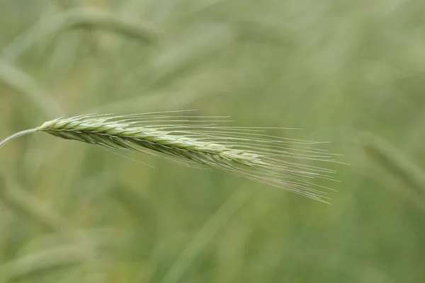 小麦在一个字段中 — 图库照片